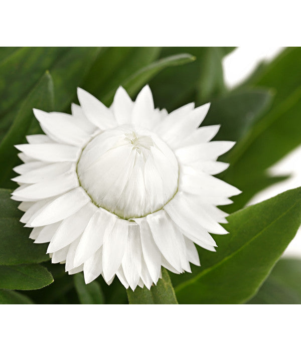  Strohblume, Verschiedene Farben