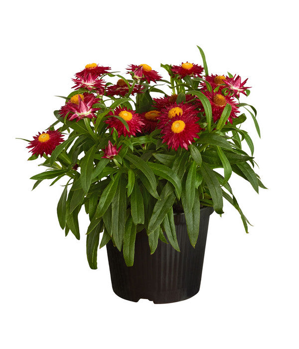  Strohblume, Verschiedene Farben