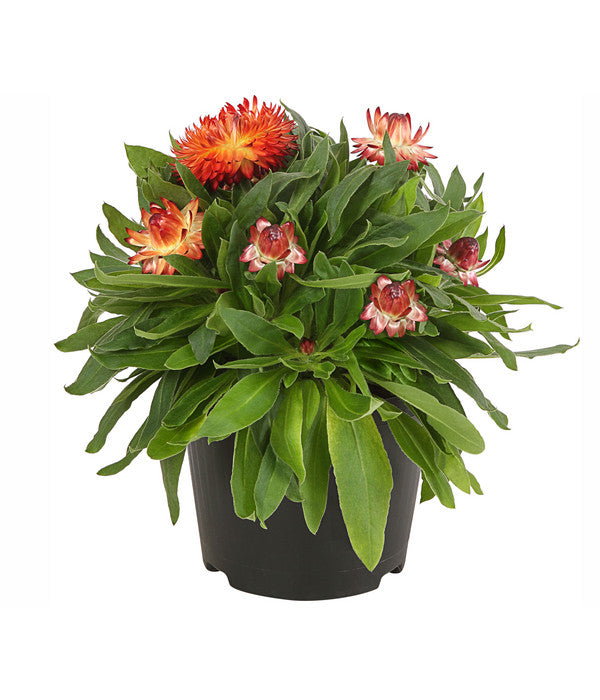  Strohblume, Verschiedene Farben