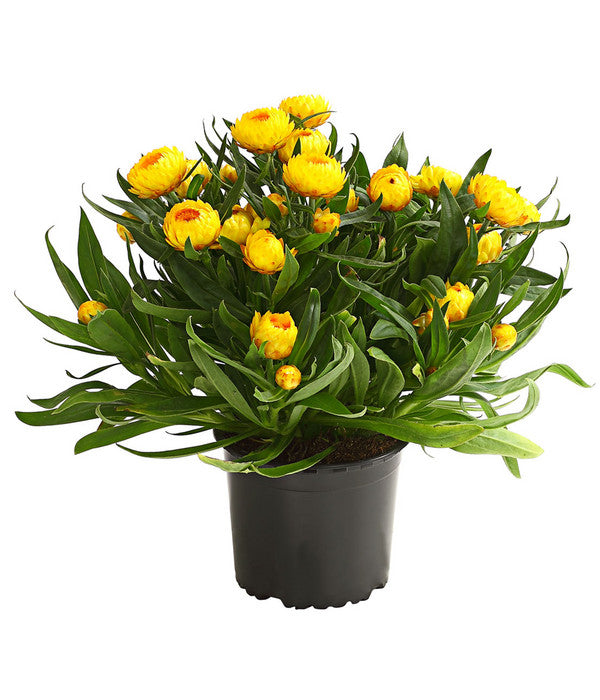  Strohblume, Verschiedene Farben