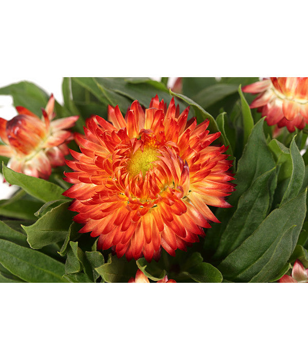  Strohblume, Verschiedene Farben
