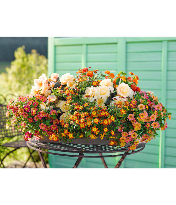  Goldmarie, Orange