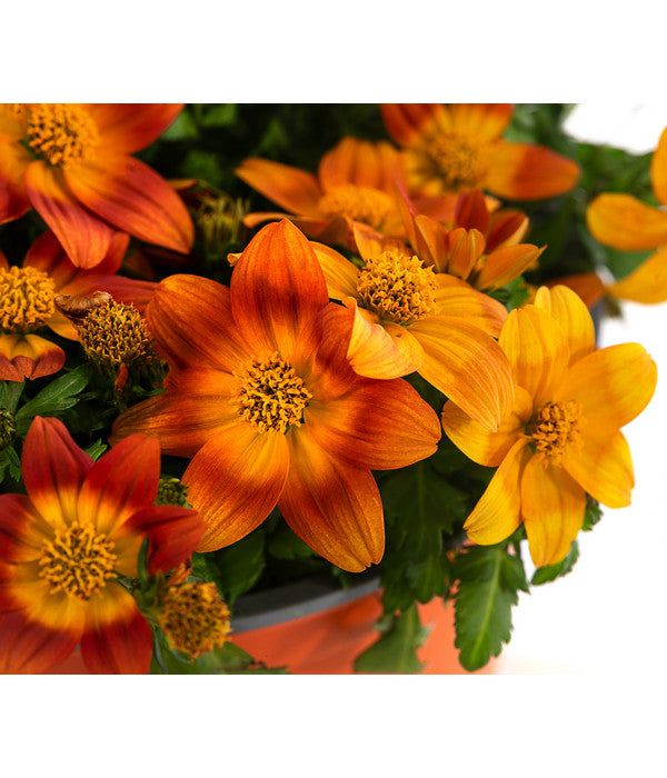  Goldmarie, Orange