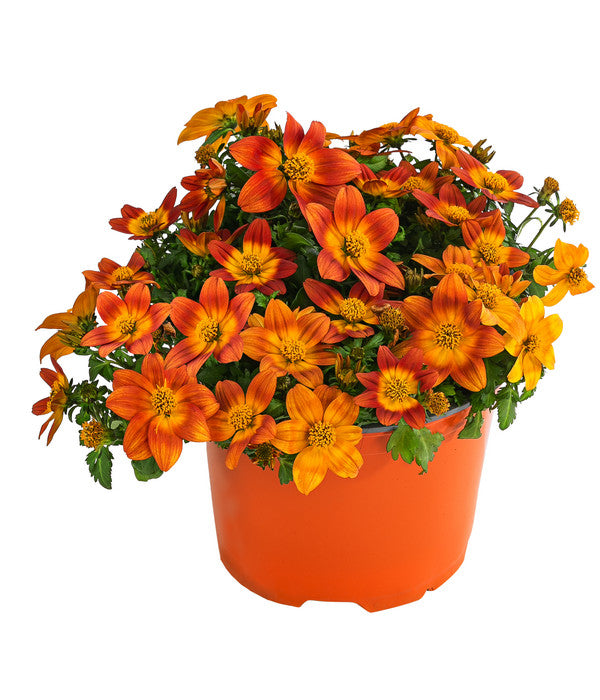 Goldmarie, Orange