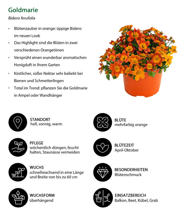  Goldmarie, Orange