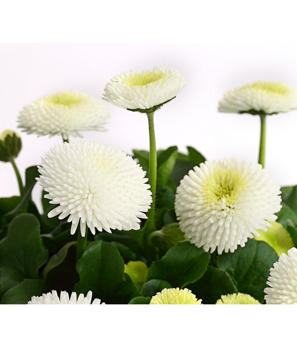  Beet- & Balkonpflanzen-Set Weißer Frühling, 6-teilig