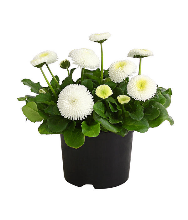  Beet- & Balkonpflanzen-Set Weißer Frühling, 6-teilig