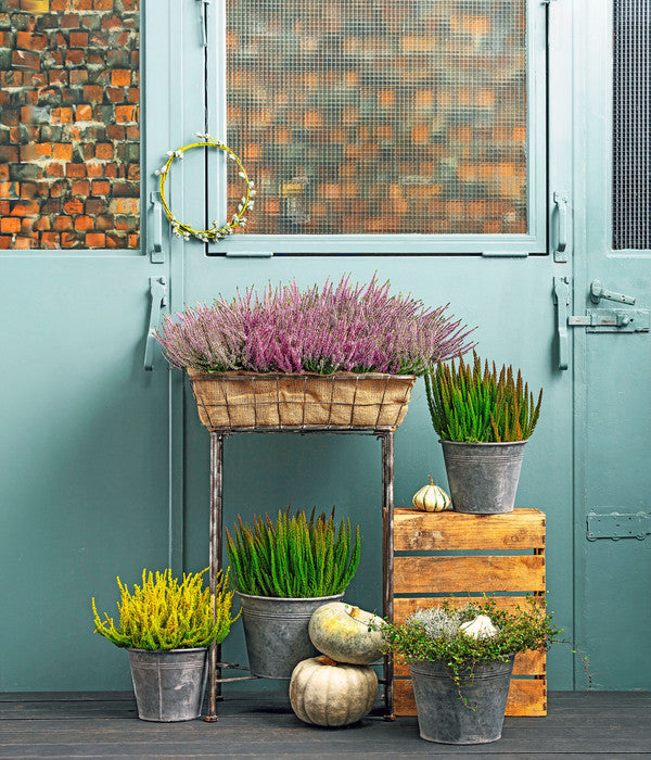  Knospenheide 'Skyline®'