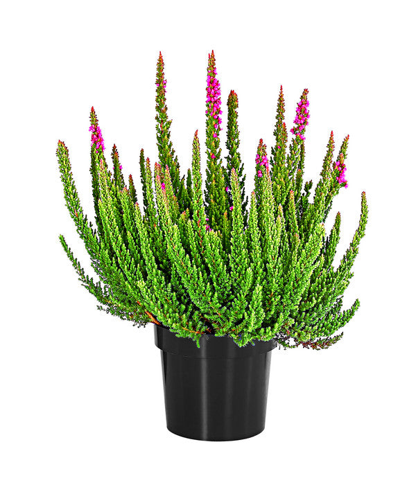  Knospenheide 'Skyline®'