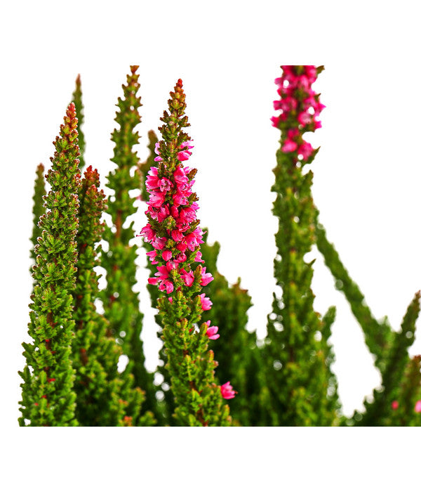  Knospenheide 'Skyline®'
