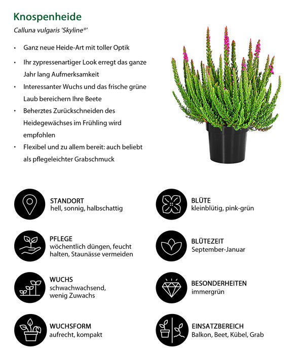  Knospenheide 'Skyline®'