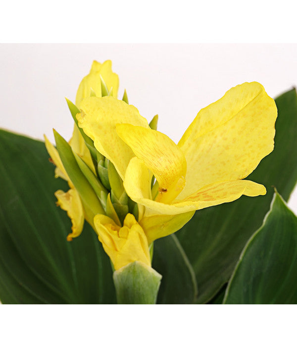  Indisches Blumenrohr, Verschiedene Sorten