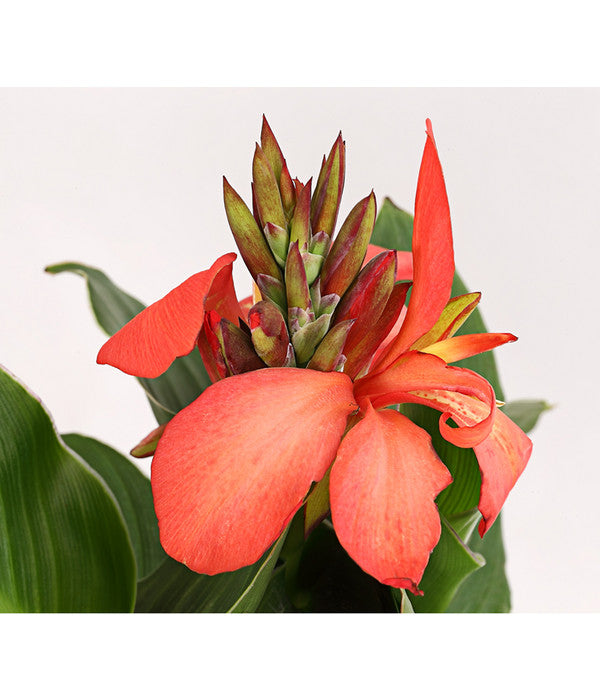  Indisches Blumenrohr, Verschiedene Sorten