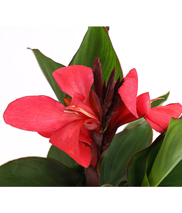  Indisches Blumenrohr, Verschiedene Sorten