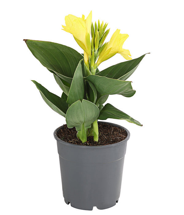  Indisches Blumenrohr, Verschiedene Sorten