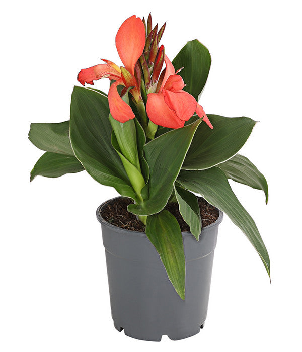 Indisches Blumenrohr, Verschiedene Sorten