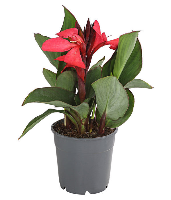  Indisches Blumenrohr, Verschiedene Sorten