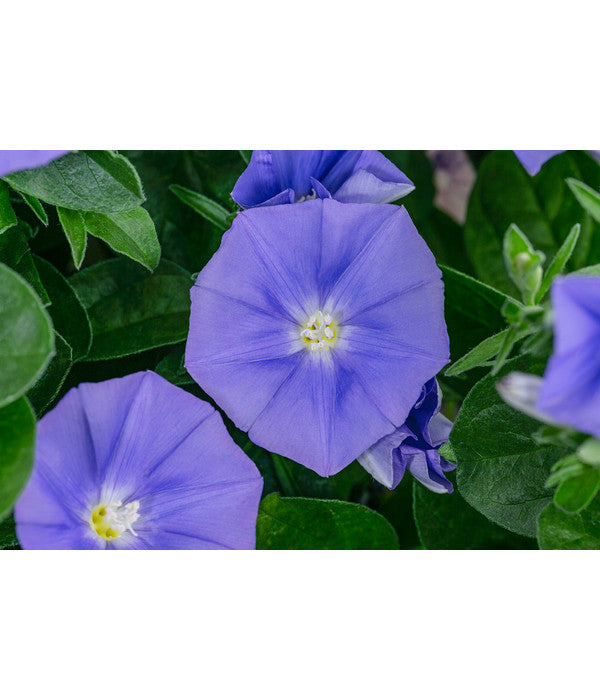  Blaue Mauritius