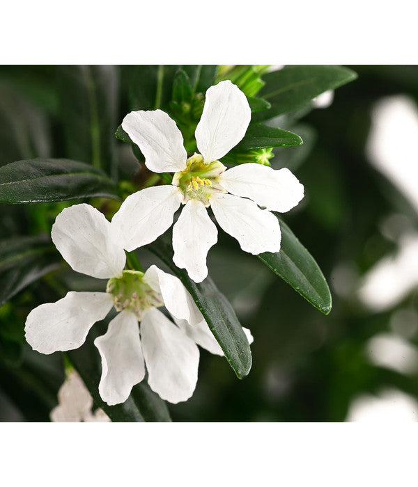  Köcherblümchen, Verschiedene Farben