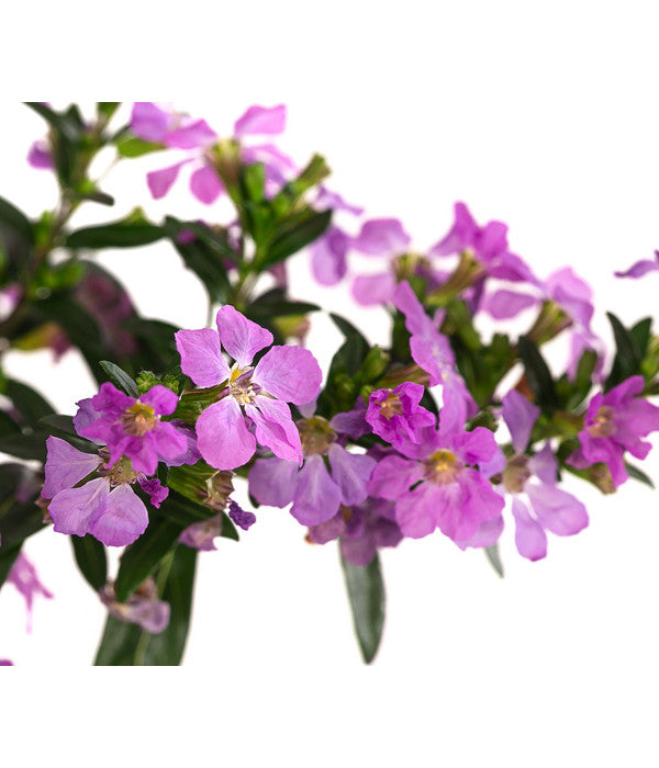  Köcherblümchen, Verschiedene Farben