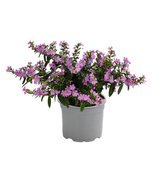  Köcherblümchen, Verschiedene Farben