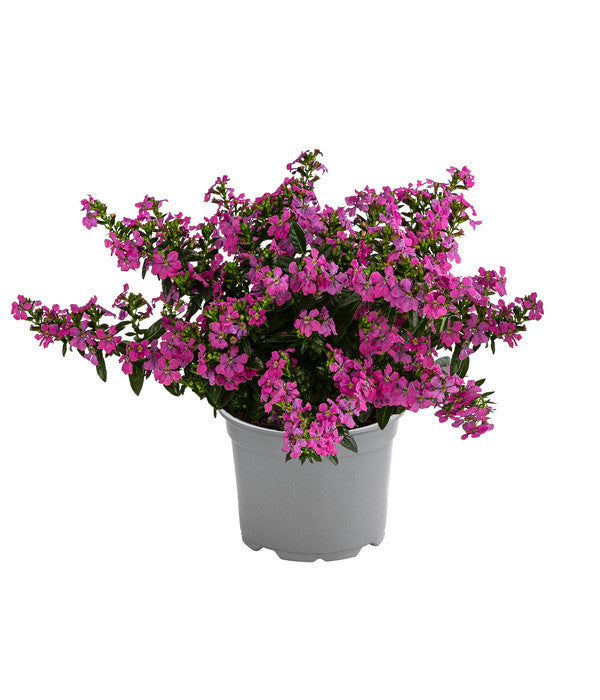  Köcherblümchen, Verschiedene Farben