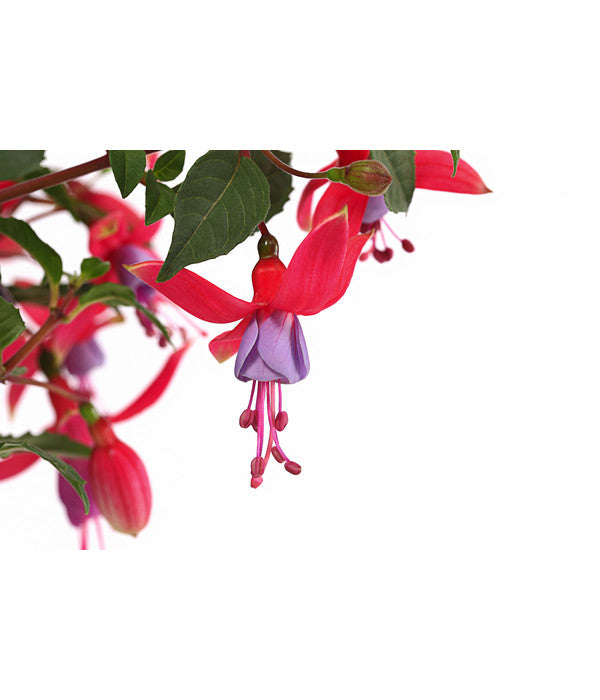  Fuchsie, Stehend, Verschiedene Farben
