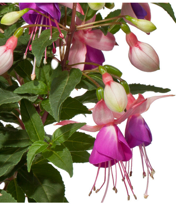  Fuchsie, Stehend, Verschiedene Farben