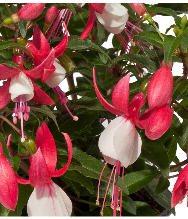  Fuchsie, Stehend, Verschiedene Farben