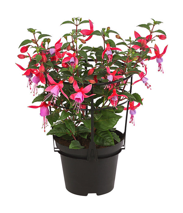  Fuchsie, Stehend, Verschiedene Farben