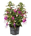  Fuchsie, Stehend, Verschiedene Farben