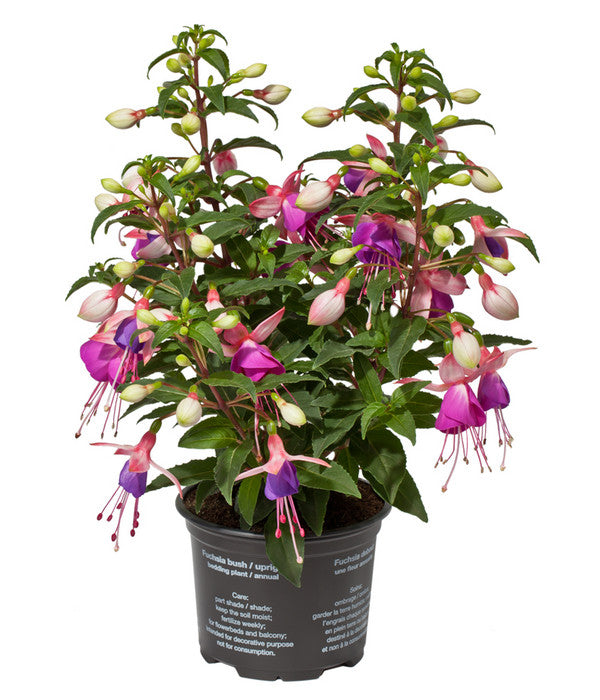  Fuchsie, Stehend, Verschiedene Farben
