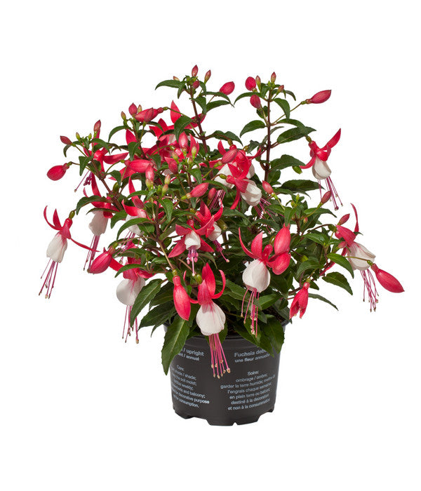  Fuchsie, Stehend, Verschiedene Farben