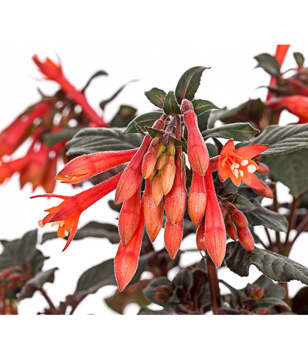  Fuchsie Koralle