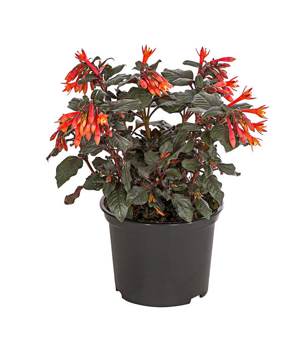  Fuchsie Koralle