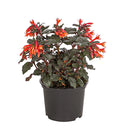  Fuchsie Koralle