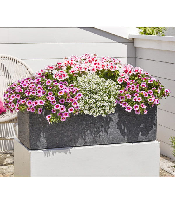  Minihängepetunie 'Rosenauge'
