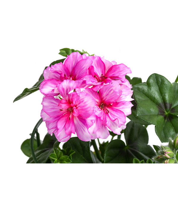  Hängegeranie 'Corriente'