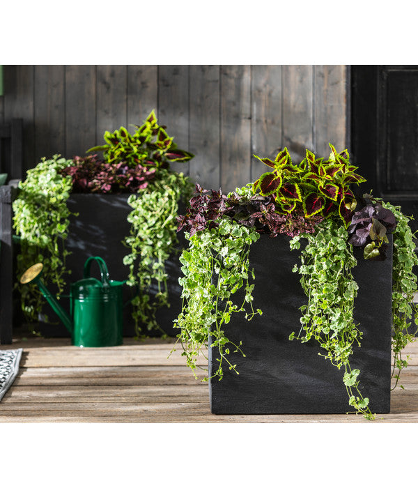  Punktblume 'Hippo', Verschiedene Sorten