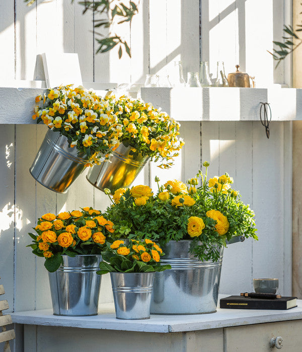  Beet- & Balkonpflanzen-Set Gelber Frühling, 6-teilig