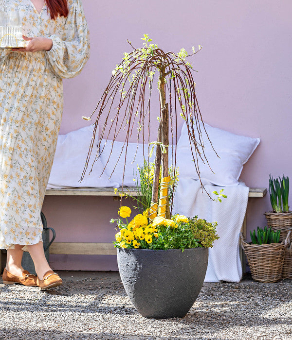  Dehner Gourmet Garten Zitronen-Thymian