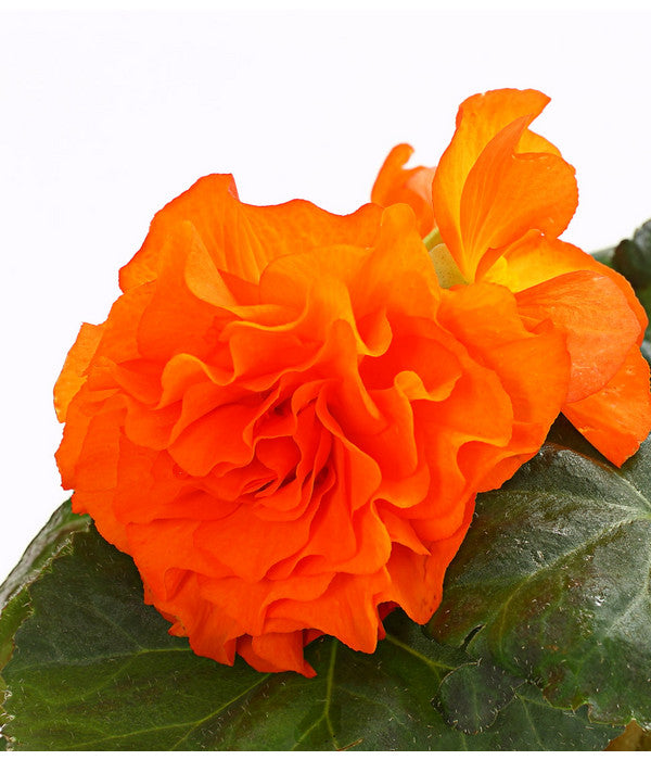  Knollenbegonie, Verschiedene Farben