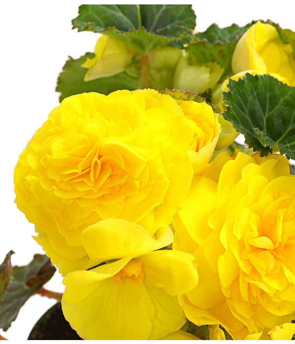  Knollenbegonie, Verschiedene Farben