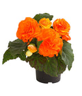  Knollenbegonie, Verschiedene Farben