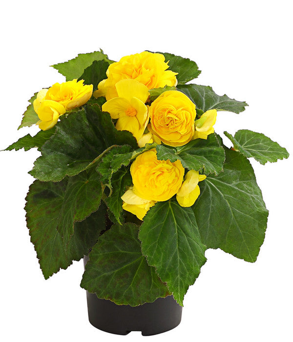  Knollenbegonie, Verschiedene Farben