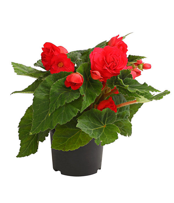 Knollenbegonie, Verschiedene Farben
