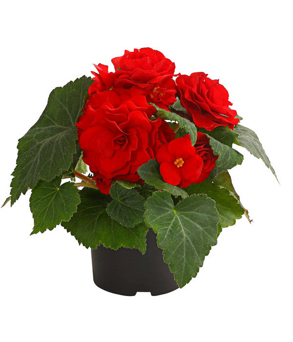  Knollenbegonie, Verschiedene Farben
