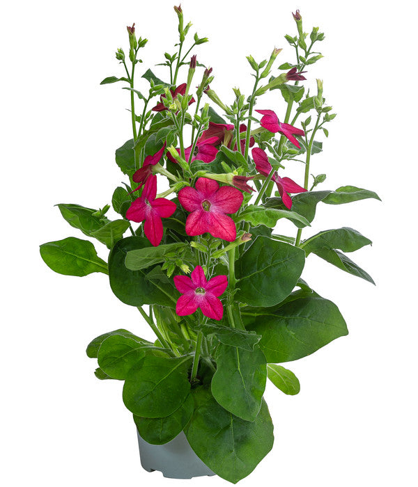  Ziertabak, Verschiedene Farben