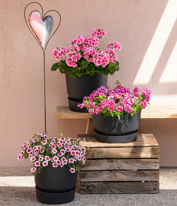  Minihängepetunie 'Rosenauge'