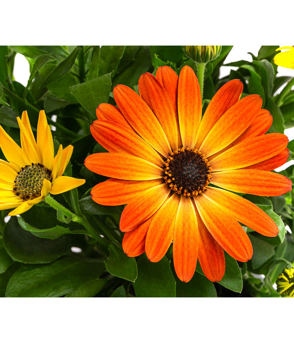 Kapkörbchen, Orange